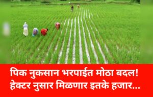 Government GR: पिक नुकसान भरपाईत मोठा बदल हेक्टर नुसार किती भरपाई मिळेल शेतकऱ्यांसाठी नवा निर्णय