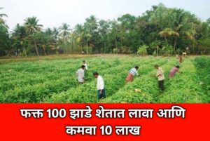 100 झाडं कमी खर्च अन् लाखोंचा फायदा: शेतकऱ्यांनो, या झाडांची लागवड करा आणि व्हा मालामाल!