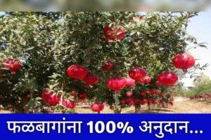 शून्य खर्चात फळबाग शेती सुरू करा! 100% अनुदान देणारी योजना माहिती आहे का?